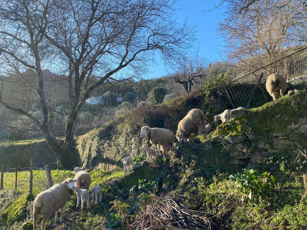 Varanda Do Alentejo Marvão 외부 사진